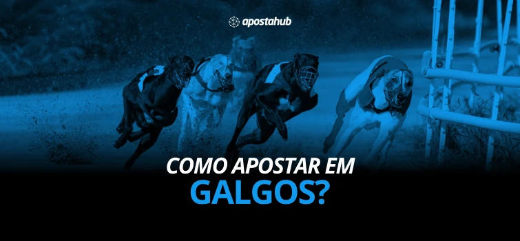 Como Apostar em Galgos: descubra como fazer apostas em corrida de galgos