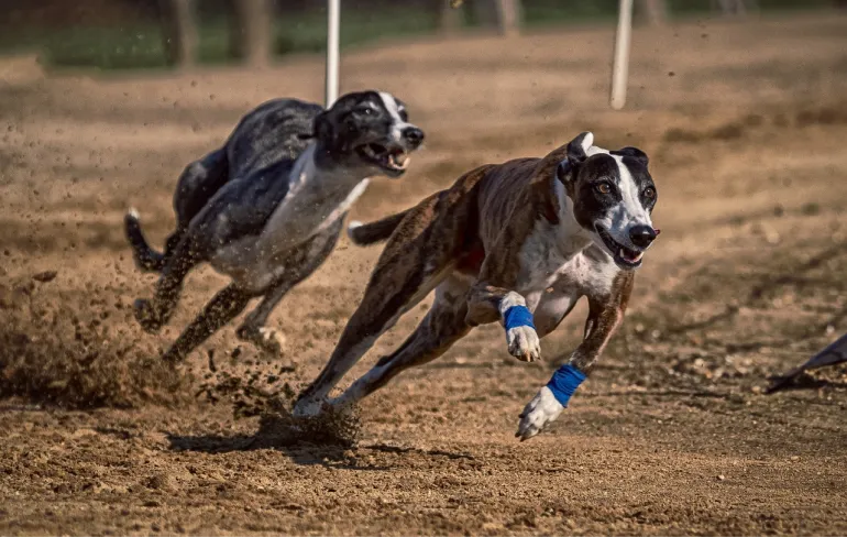 Corrida de Galgos. Imagem ilustrativa de galgos correndo.