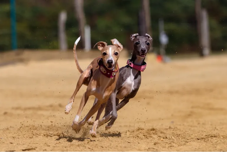 Corrida em galgos, imagem ilustrativa com galgos jovens.